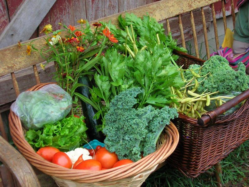 13 Maine Markets Delivering The Freshest Cuts Straight From Local Farms - Decor Hint Wolf Pine Farm