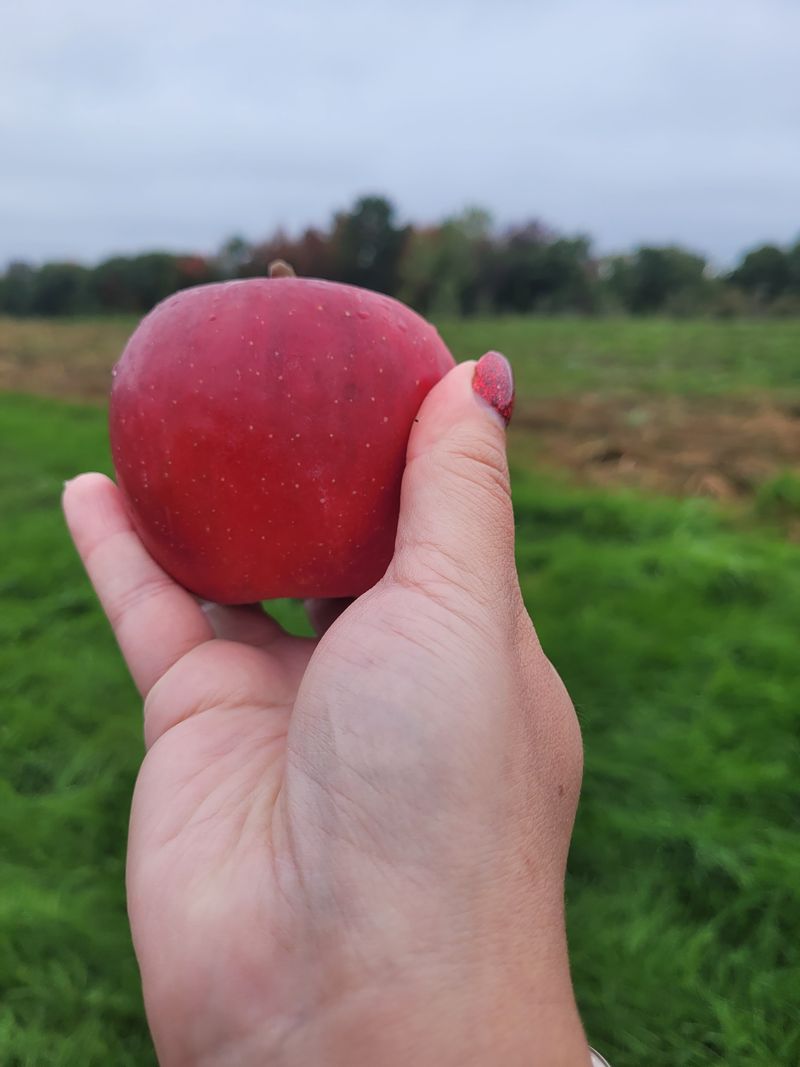 10 Maine Cider-Donut Stands That Make Winter Worth The Trip - Decor Hint Doles Orchard