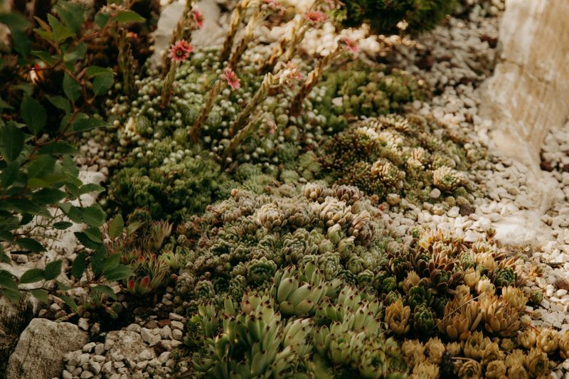 14 Maryland Home Features That Could Be Illegal (Or Out Of Code) - Decor Hint Xeriscaping Gone Wrong