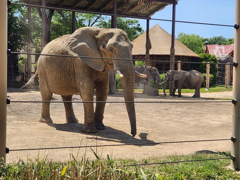 17 Iconic Cleveland Locations That Are Perfect For Celebrating Life's Big Moments - Decor Hint Cleveland Metroparks Zoo