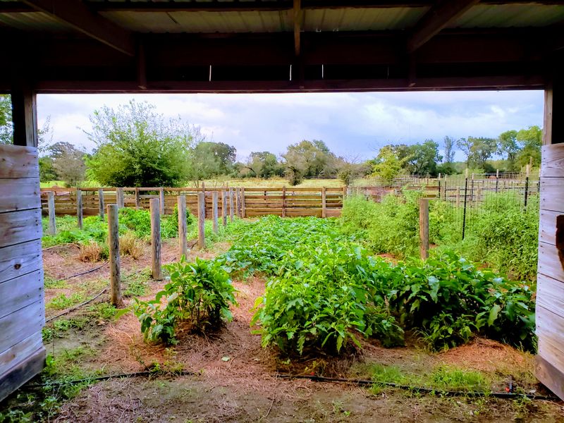 New Year New Flavors Driving The Restaurant Trends Defining 2026 In Texas - Decor Hint Local Sourcing And Sustainability