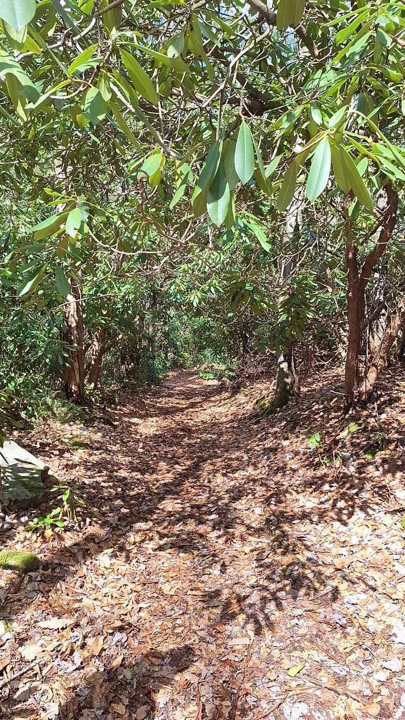 The Secret Pennsylvania Waterfall Trail Locals Try To Keep Quiet - Decor Hint Rhododendron Tunnels Create Natural Archways
