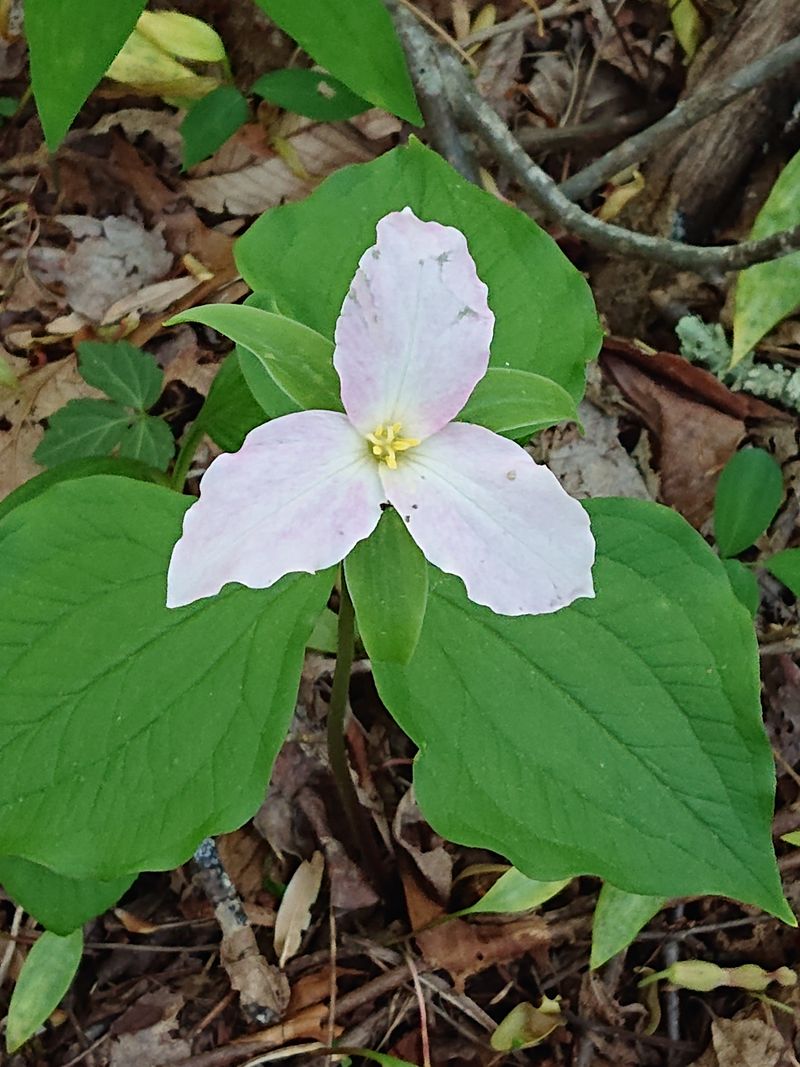 Sosebee Cove Wildflower Trail