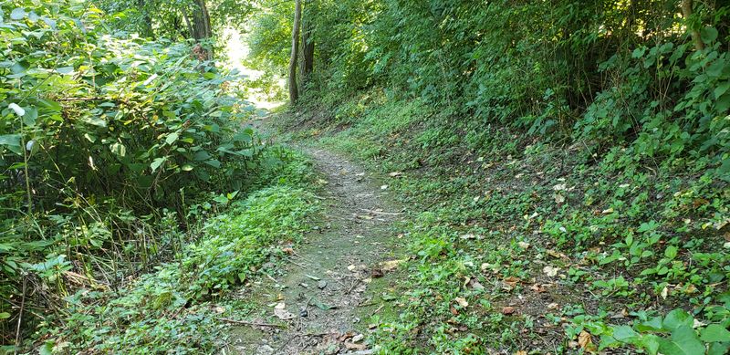 A Carpet Of Living Green Transforms The Trail