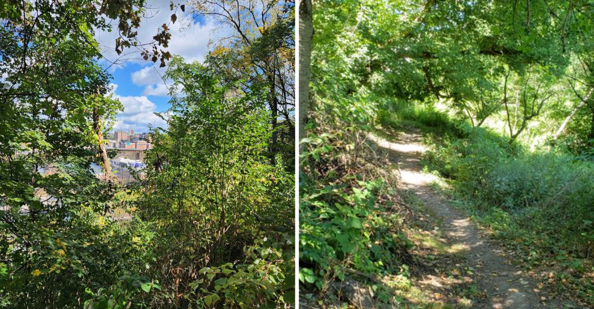 This Pennsylvania Forest Trail Looks Like It Belongs In A Fairy Tale - Decor Hint