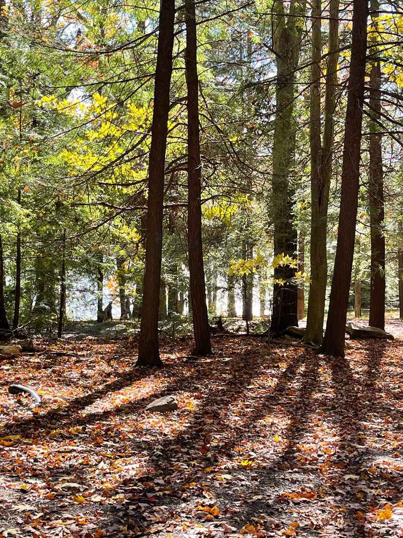 The Secret Maryland Lake Locals Try To Keep Off Social Media - Decor Hint Wildlife Habitat Supporting Diverse Mountain Species