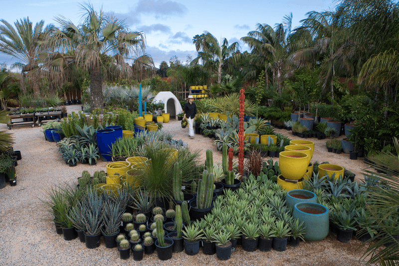 Your Garden Will Have Strong Opinions