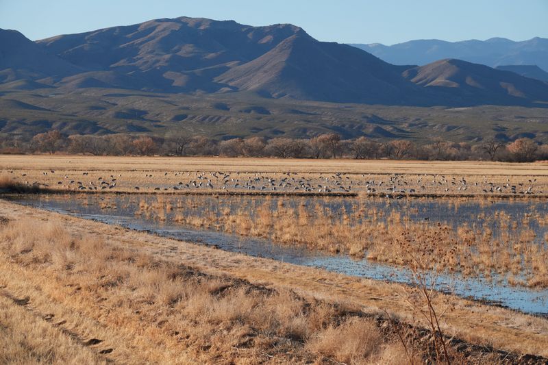 Mesilla Valley Audubon's January Walk