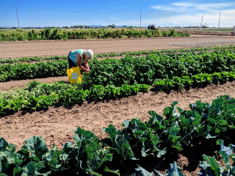 13 Arizona Winter Festivals You Can't Miss That Celebrate Cool Weather Desert-Style - Decor Hint Yuma Lettuce Days