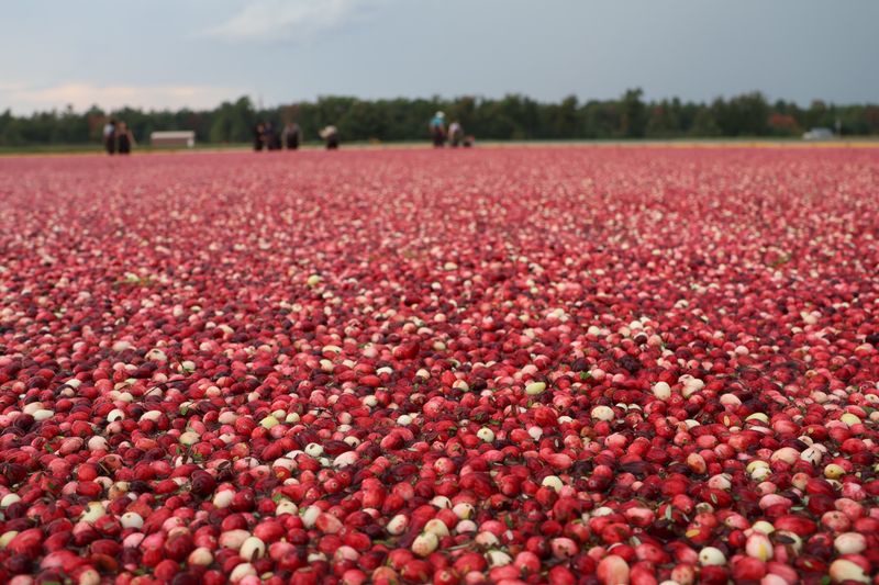 13 Bucket-List Wisconsin Adventures To Share With Anyone Visiting For The First Time - Decor Hint Take a Cranberry Marsh Tour