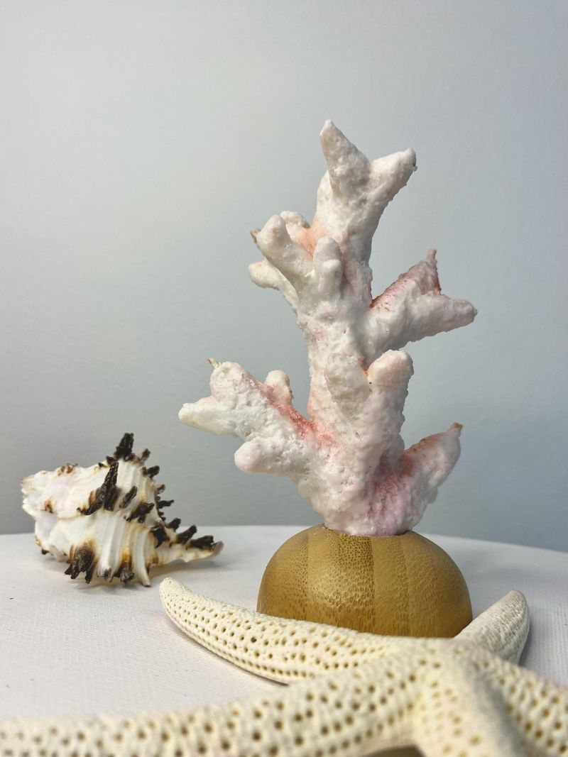 15 Southern Coastal Style Ideas Georgia Homeowners Love For Winter Warmth - Decor Hint Seashell And Coral Display Collections