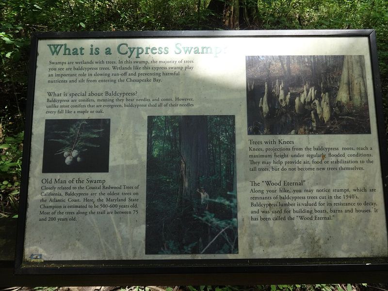 Things About Wimberley That Make It One Of Texas's Most Charming Day-Trip Destinations - Decor Hint Cypress Creek Nature Preserve