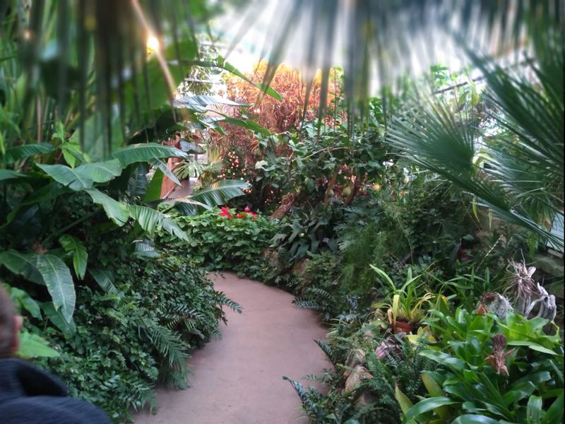 Greater Peoria Holiday Adventures Perfect For Family Friends Or Solo Fun - Decor Hint Poinsettia Show at Luthy Botanical Garden