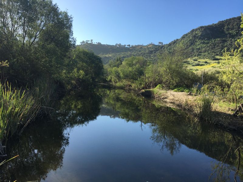 Aliso Canyon Riparian Woodlands