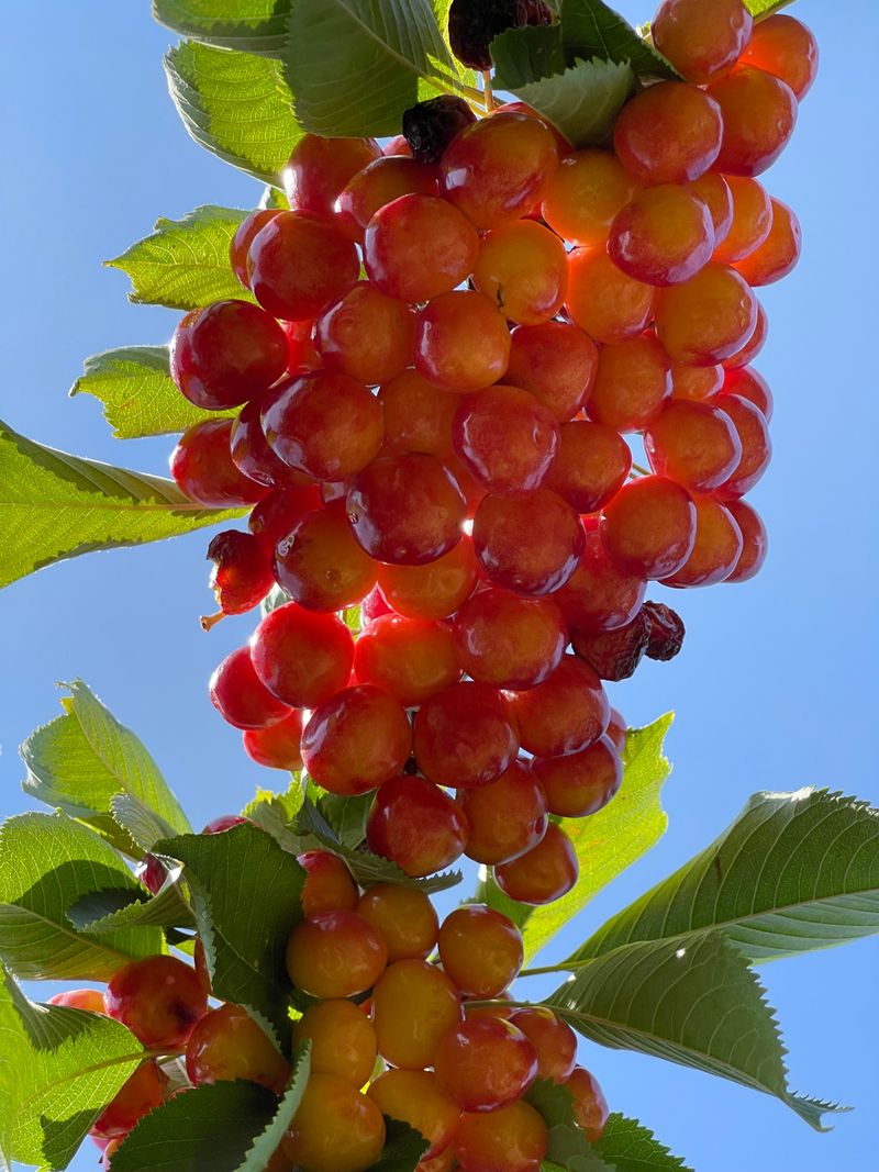 15 Unexpected Reasons Wenatchee Is The Affordable Washington Mountain Town Everyone Should See - Decor Hint Fresh Fruit Straight from the Orchard