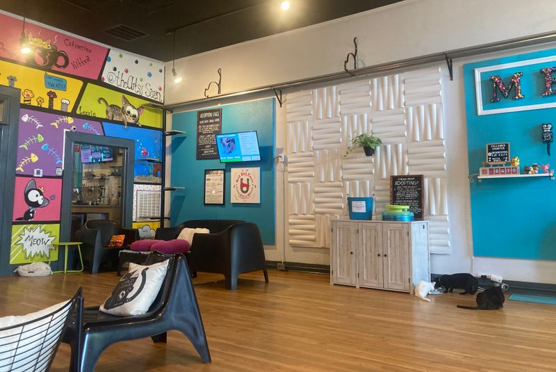 This North Carolina Rescue Cat Café Is Purr-fection In Every Sip And Snuggle - Decor Hint Reservation System Keeps Things Smooth