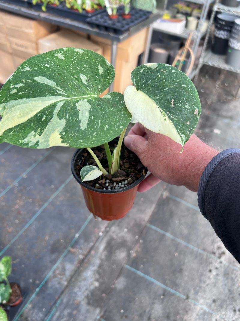 11 North Carolina Boutiques Where You'll Find One-Of-A-Kind Treasures - Decor Hint Gunters Greenhouse