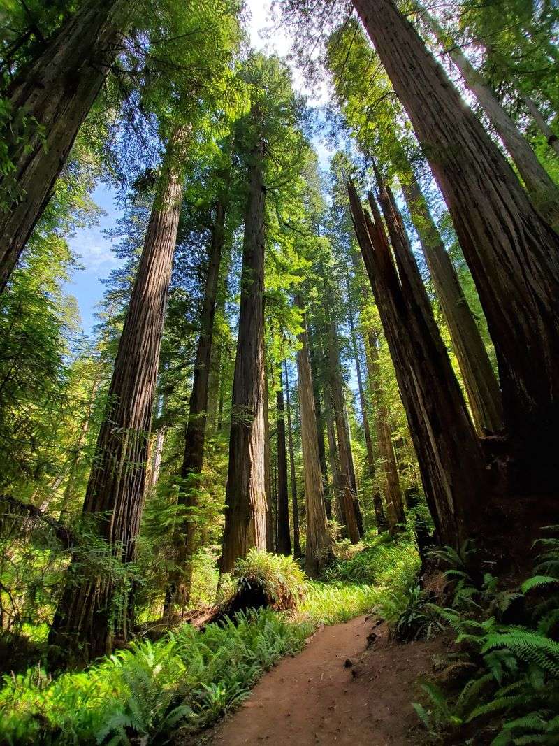13 Breathtaking California Destinations You'll Want To Experience All Year Long - Decor Hint Redwood National And State Parks