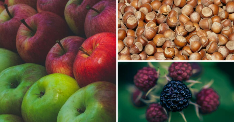 15 Oregon-Approved Psyllium Husk Alternatives For Everyday Cooking