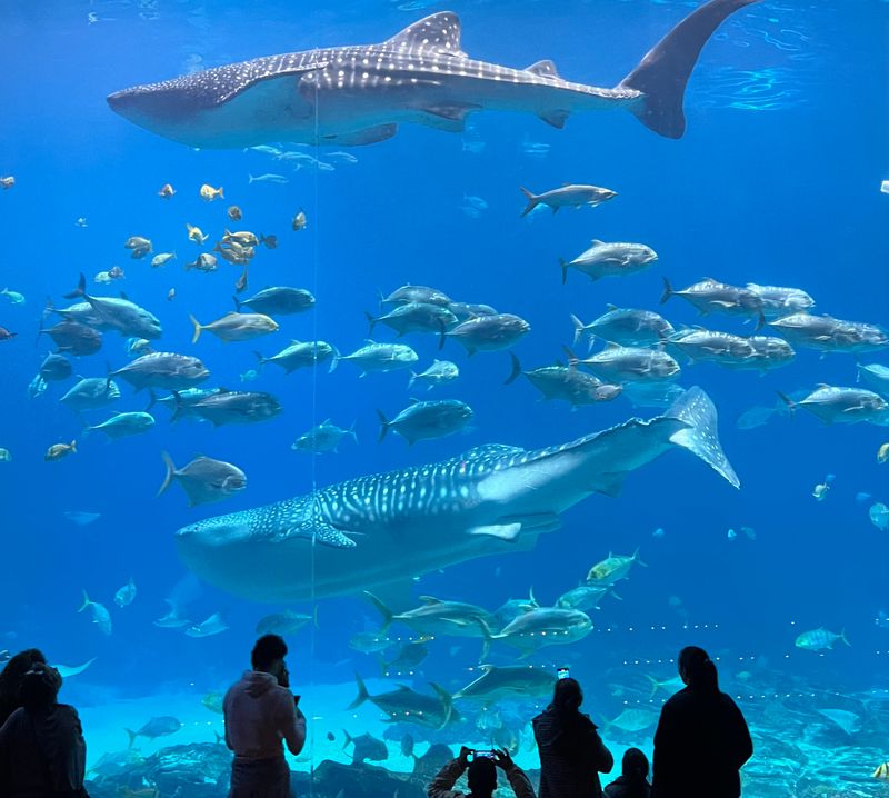 15 Reasons To Spend Your Next Weekend At The Georgia Aquarium - Decor Hint World's Largest Aquarium Collection