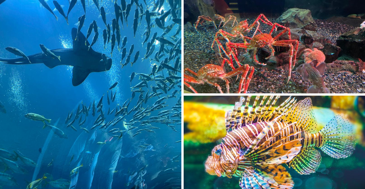 15 Reasons To Spend Your Next Weekend At The Georgia Aquarium - Decor Hint