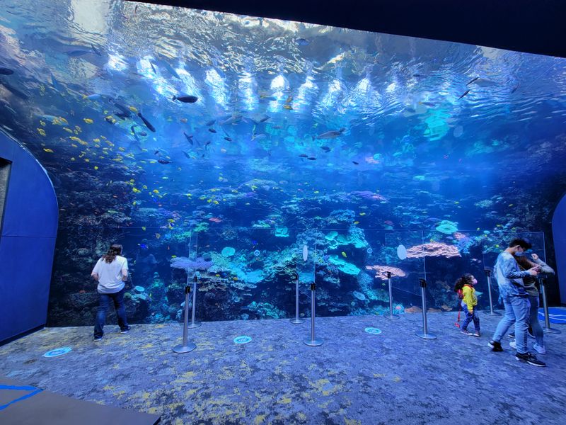 Atlanta's World-Class Georgia Aquarium