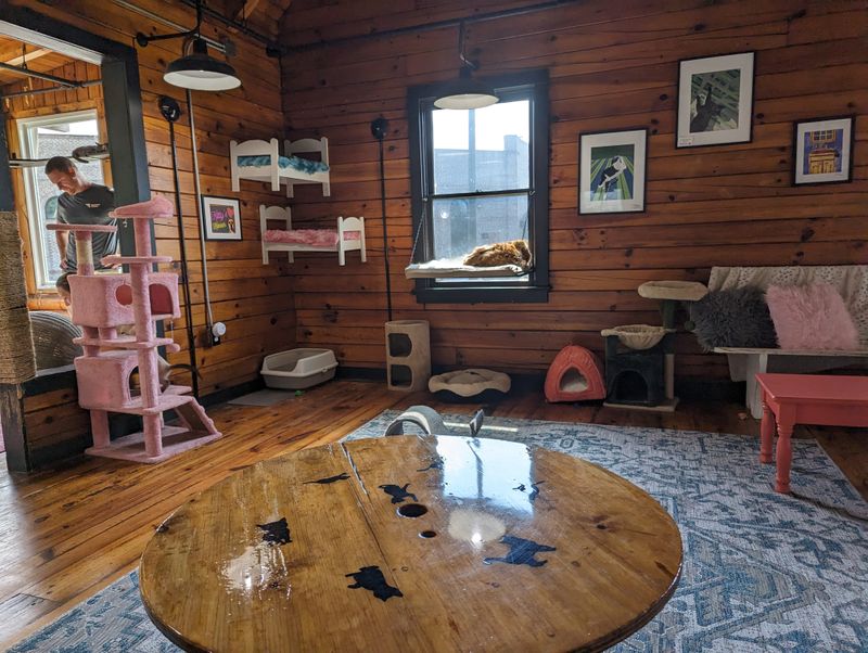 Fur Babies Cat Café - Carrollton's Cat-Lovers Hideaway