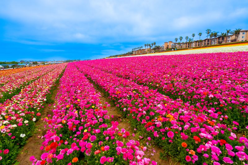 A Six To Eight Week Blooming Window