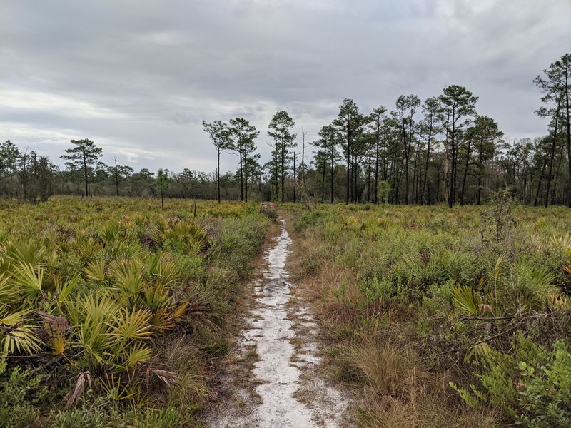 My Go To Park In Georgia For Wildlife Viewing Is Seminole State Park And This Is 15 Reasons Why It's So Special - Decor Hint Wild Turkey Flocks Year-Round