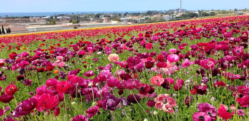 Over Sixty Years Of Local Heritage