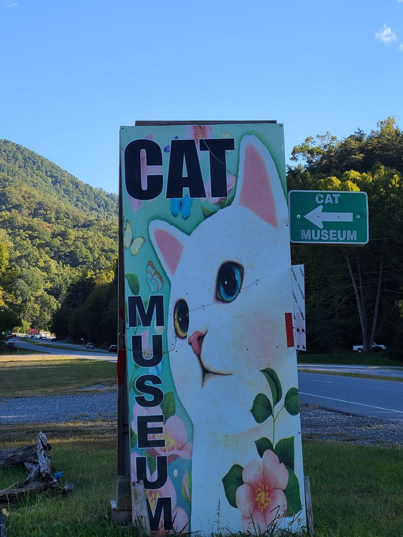 A Surprisingly Charming Cat Museum Is Hiding In North Carolina - Decor Hint Convenient Hours Six Days A Week