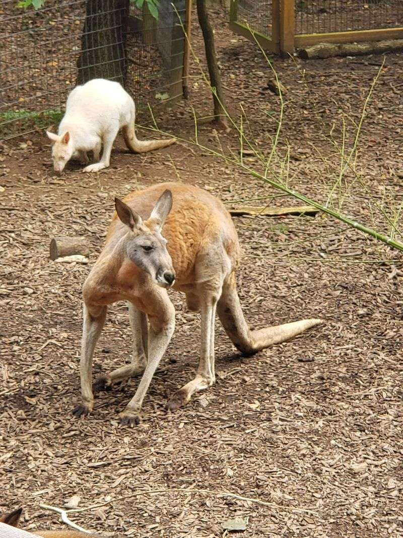 Rare Animals You Won't See Elsewhere