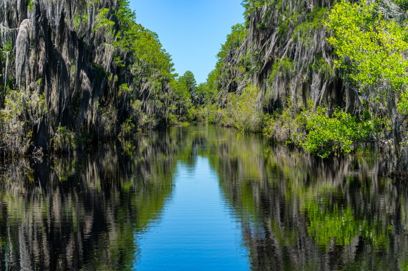 Okefenokee Swamp Paddle Trail Adventures