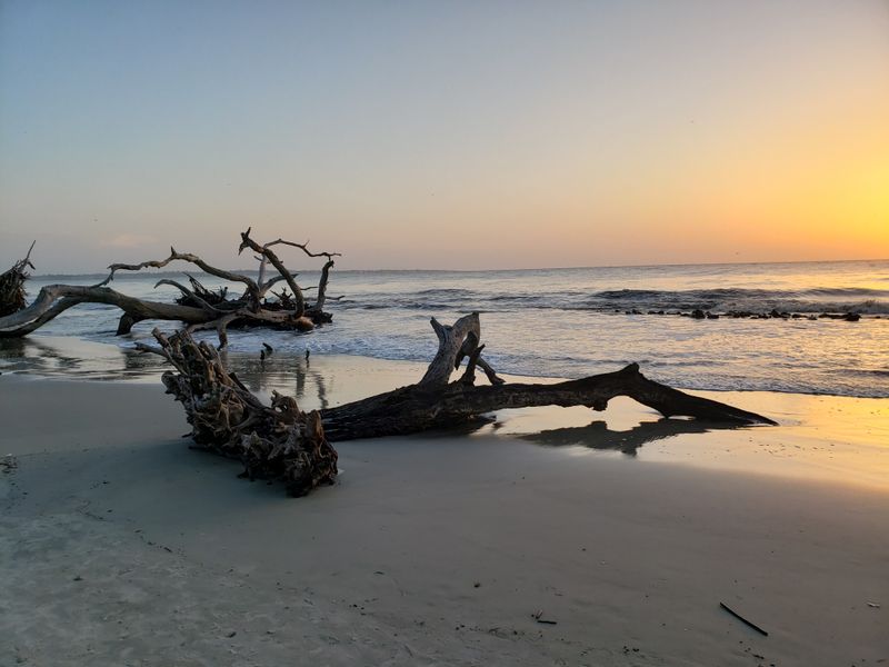 Jekyll Island Driftwood Beach