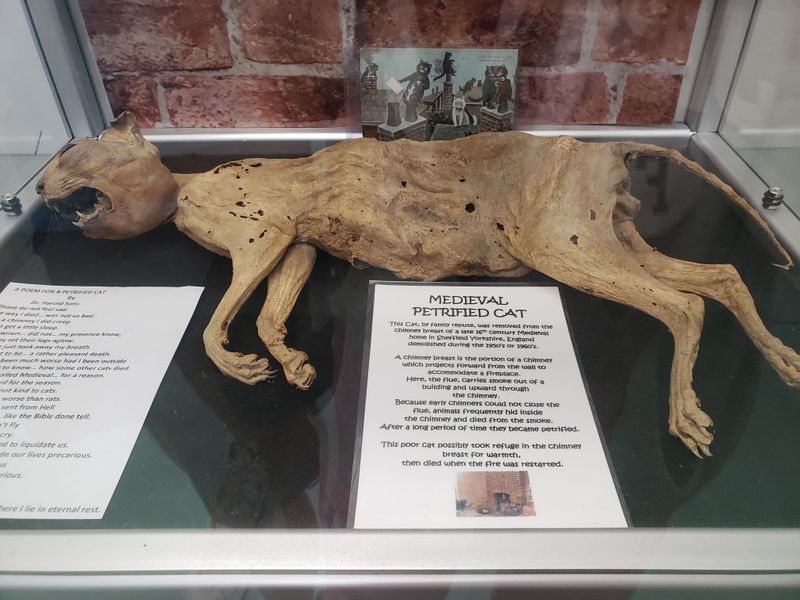 A Surprisingly Charming Cat Museum Is Hiding In North Carolina - Decor Hint Petrified Cat From 16th Century English Chimney