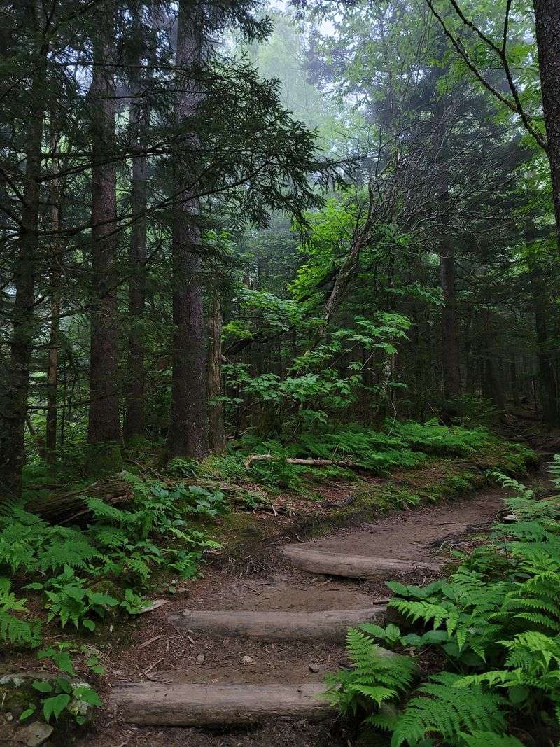 Spruce-Fir Forest Ecosystem