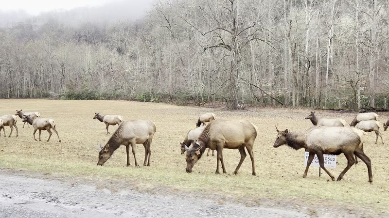 13 Rookie Mistakes To Dodge In North Carolina's Smokies - Decor Hint Approaching Wildlife For Photos And Closer Views