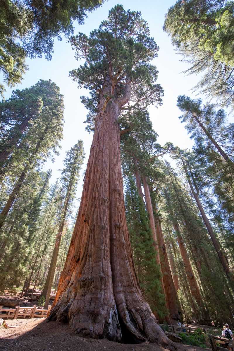 Sequoia National Park Giant Forest
