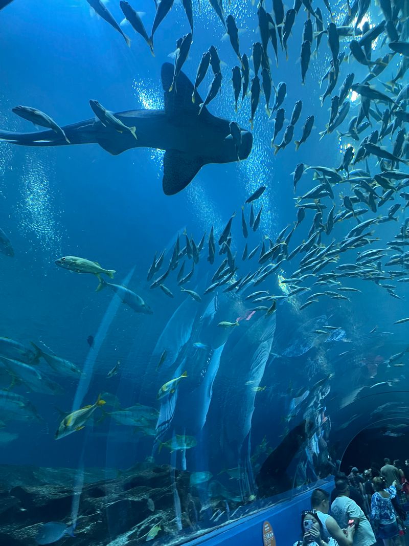 15 Reasons To Spend Your Next Weekend At The Georgia Aquarium - Decor Hint Sleepover Programs For Families