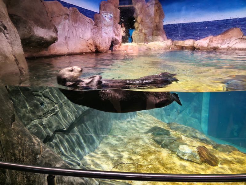 15 Reasons To Spend Your Next Weekend At The Georgia Aquarium - Decor Hint California Sea Lion Shows
