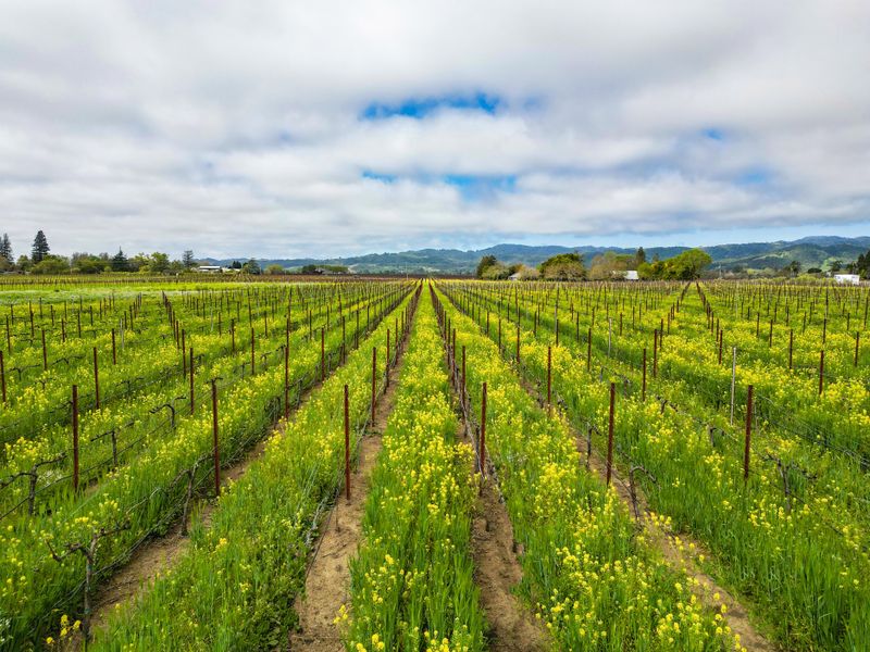 San Francisco To Napa Valley Wine Country Route