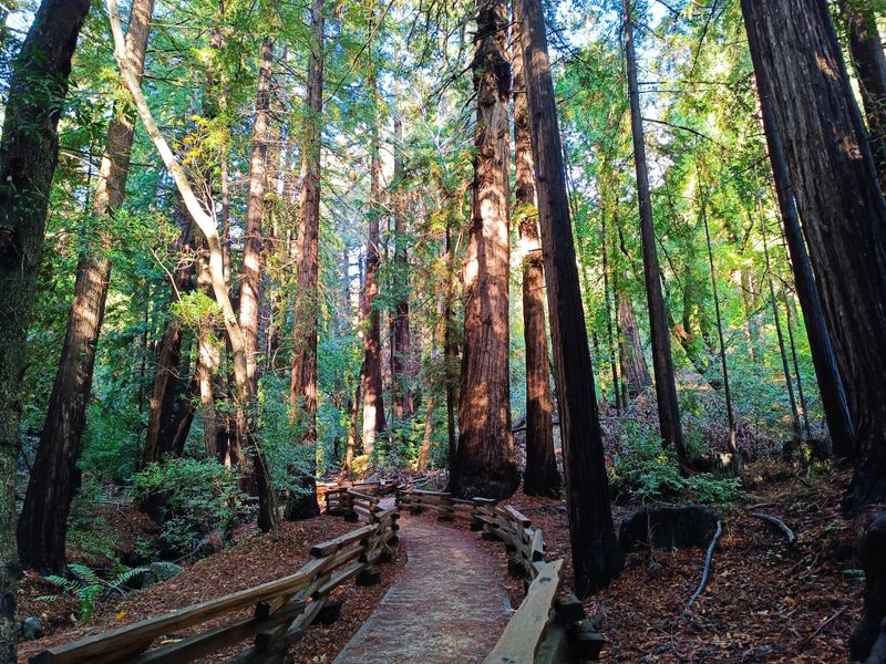 This Underrated California Park Feels Like A Mini National Park With Towering Ancient Redwoods - Decor Hint Wildlife Viewing