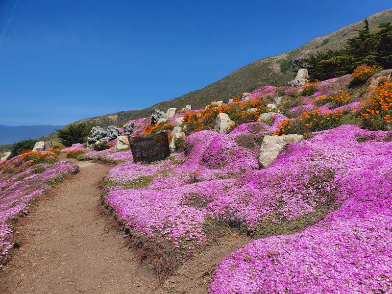 This Underrated California Park Feels Like A Mini National Park With Towering Ancient Redwoods - Decor Hint Diverse Ecosystems