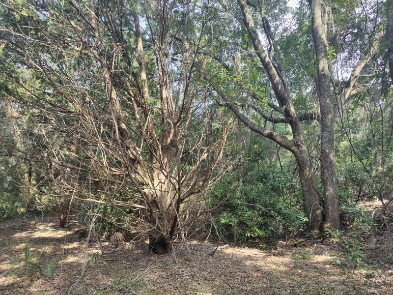 This Winter Hunt on Jekyll Island Is Turning Georgia Visitors Into Treasure Seekers - Decor Hint Winter Weather is Mild Enough for Comfortable Hunting