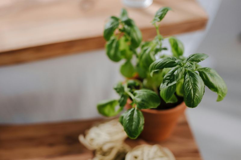 Farm-To-Table Cooking Stations With Herb Gardens