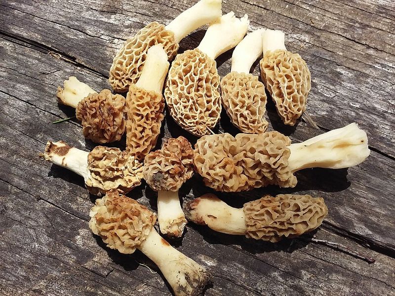 12 Outstanding Iowa Dishes Locals Will Defend With Passion - Decor Hint Morel Mushrooms