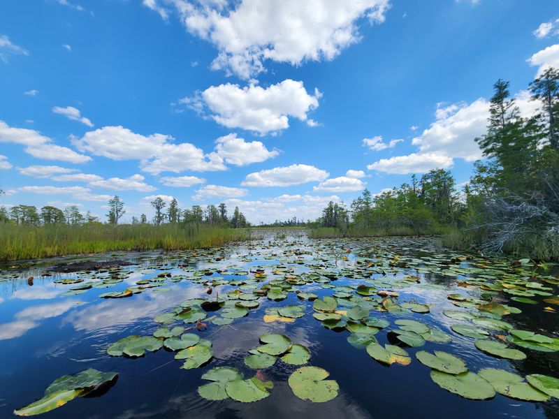 Okefenokee Swamp