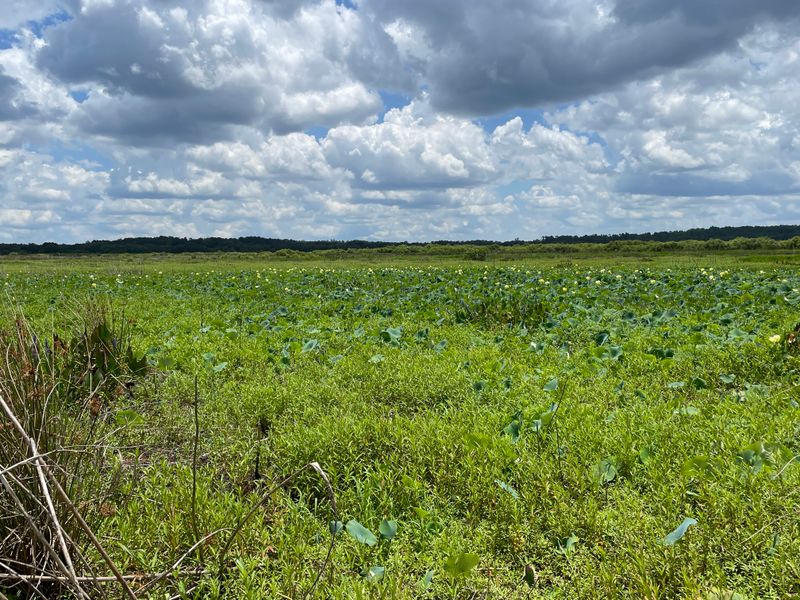 Tuscawilla Preserve Nature Trails