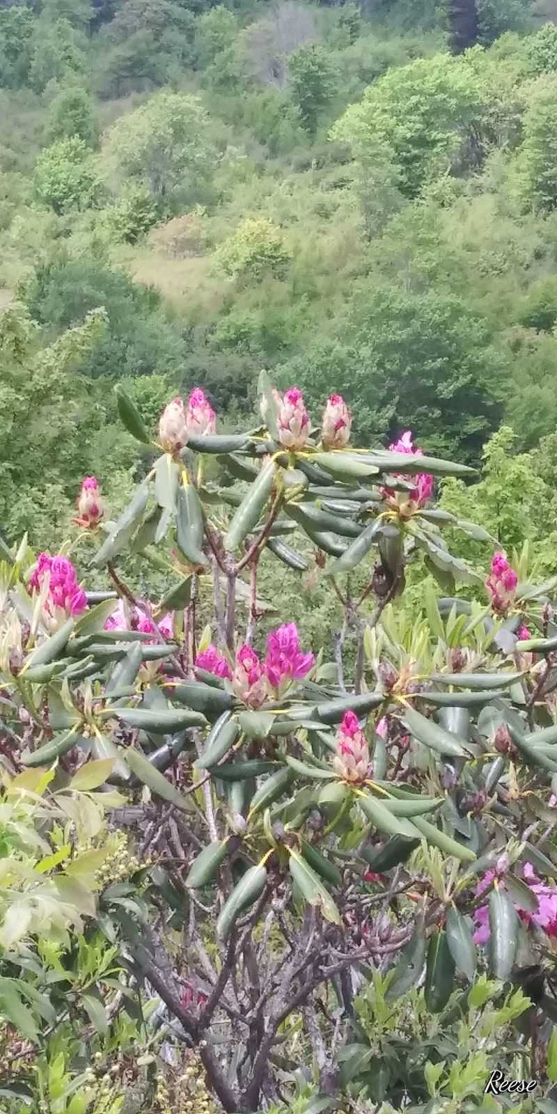 Wild Berries Create Summer Paradise