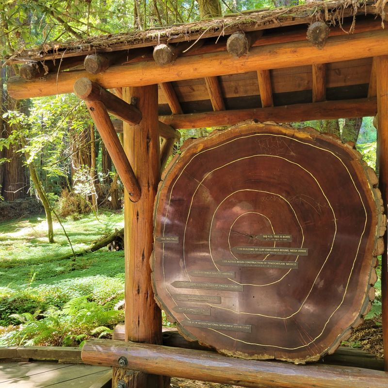 The Redwood Tree Slice Display